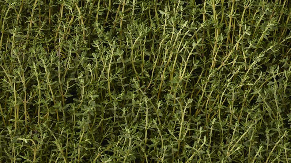 Thyme Desktop